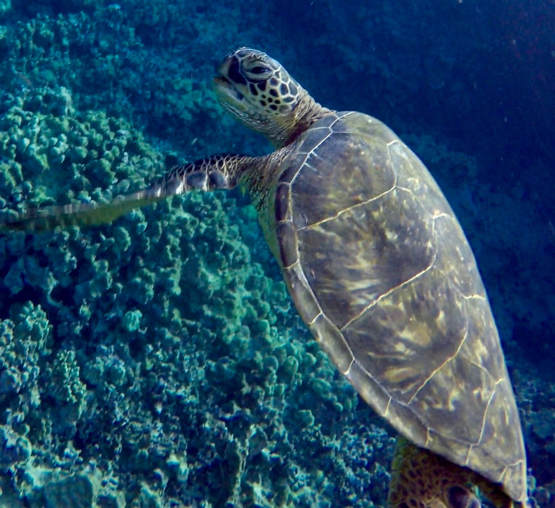Photo 6 of Kona Snorkel Trips in Kailua-Kona, Big Island