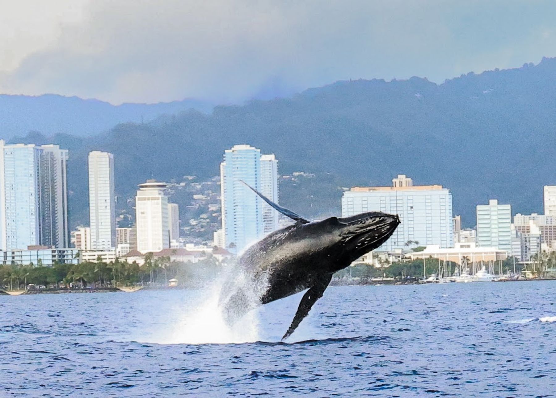 Photo 2 of Island Splash Tours in Waikīkī, Oahu