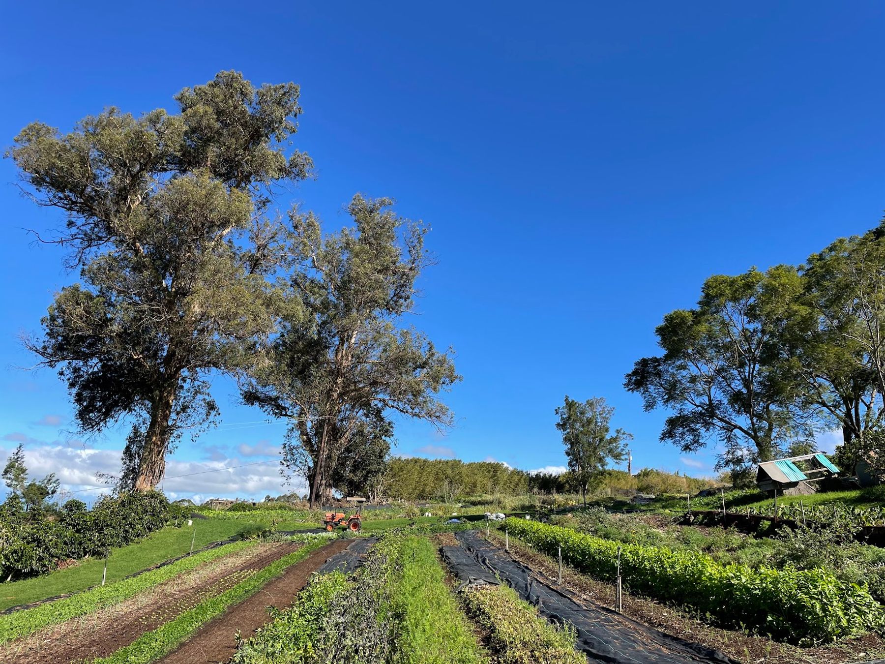 Photo 7 of O'o Farm in Kula, Maui