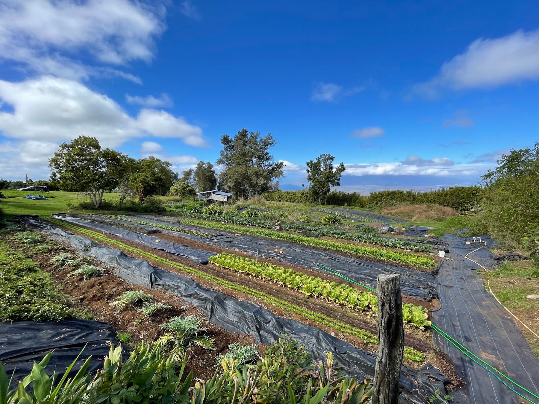 Photo 2 of O'o Farm in Kula, Maui