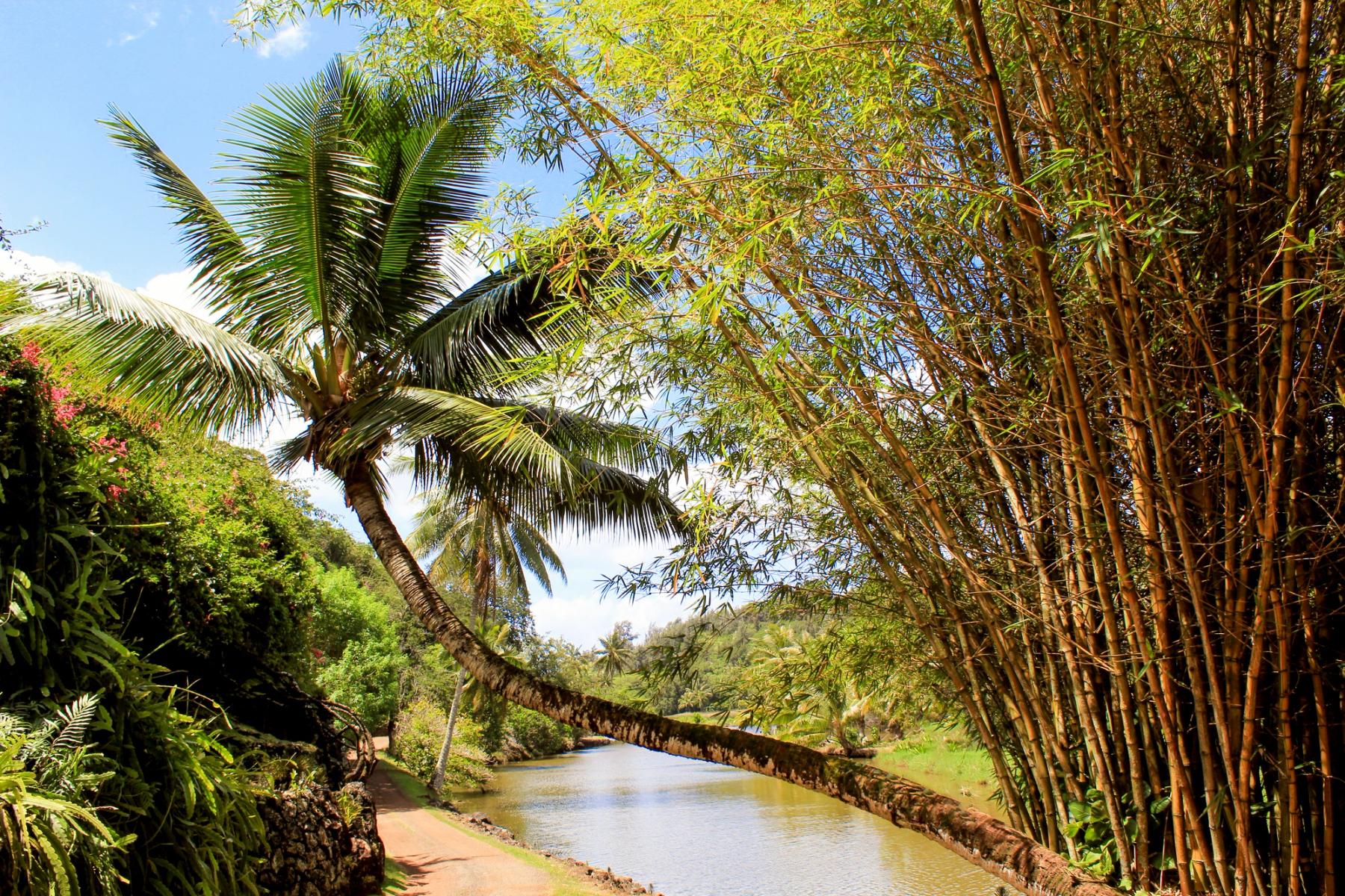 Leaning palm tree arching over a calm river beside a path, with a dense bamboo grove and bright tropical foliage under a blue sky
