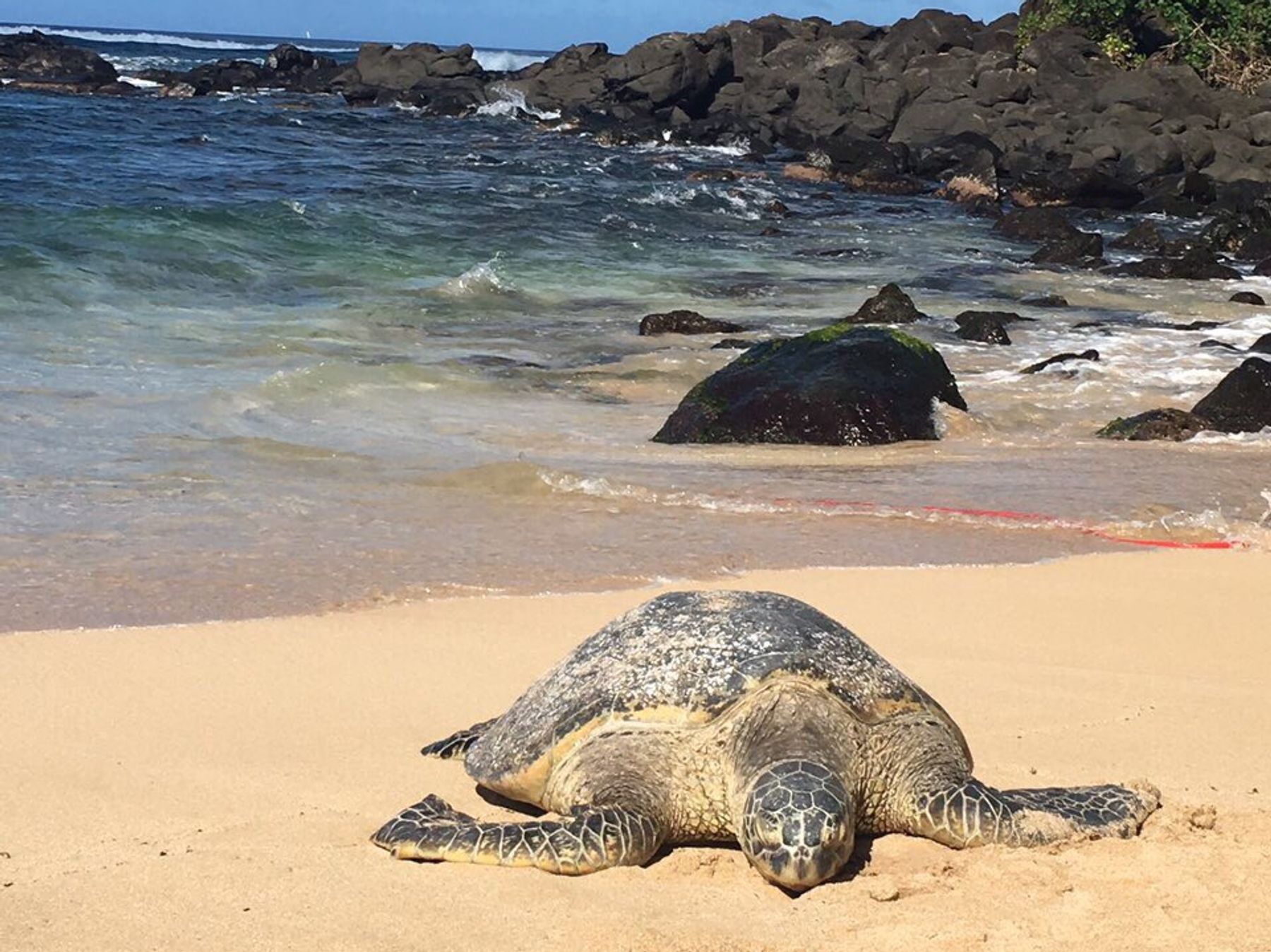 Photo 1 of Turtle Beach in Kahuku & Turtle Bay, Oahu
