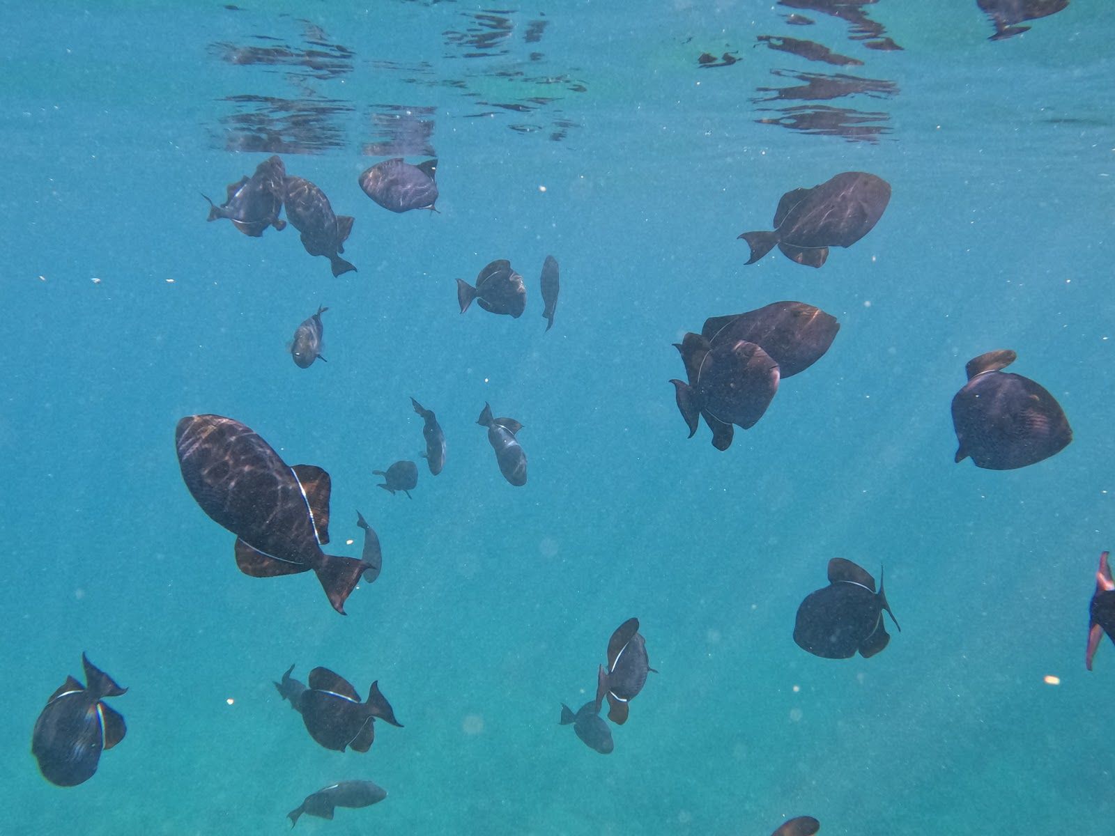 Photo 9 of Holokai Catamaran in Waikīkī, Oahu