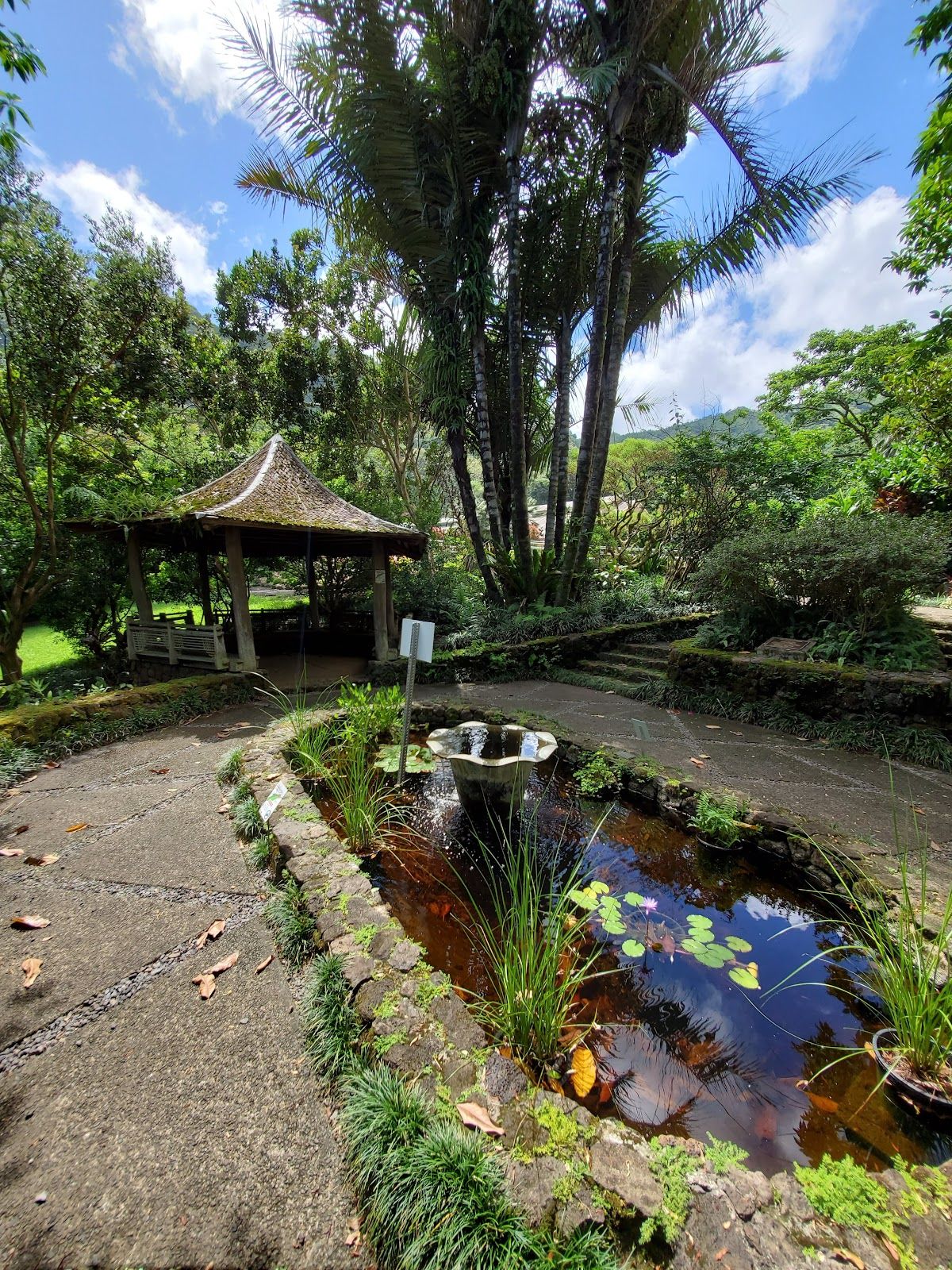 Photo 9 of Lyon Arboretum in Mānoa, Makiki & Nuʻuanu, Oahu
