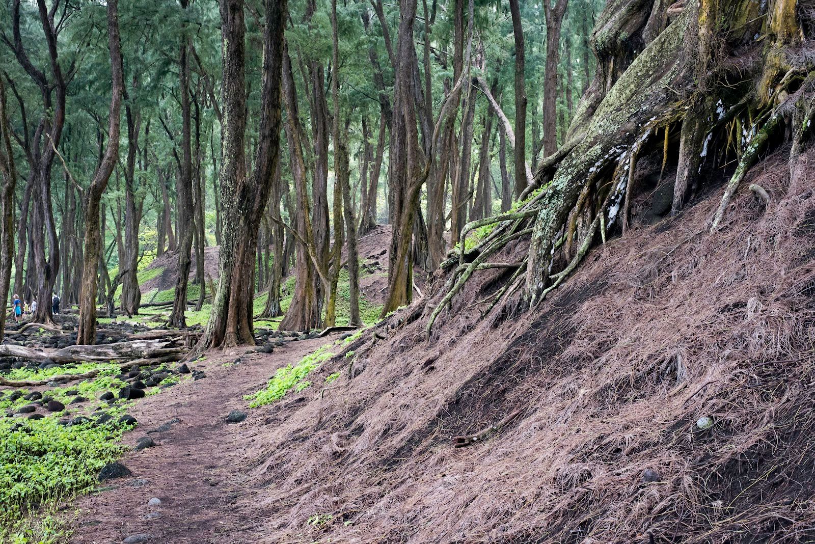 Photo 7 of Pololu Trail in North Kohala, Big Island