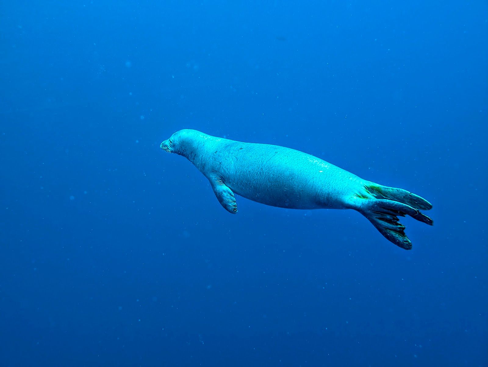 Explore Kauai Scuba in Kekaha, Kaua‘i photo 4