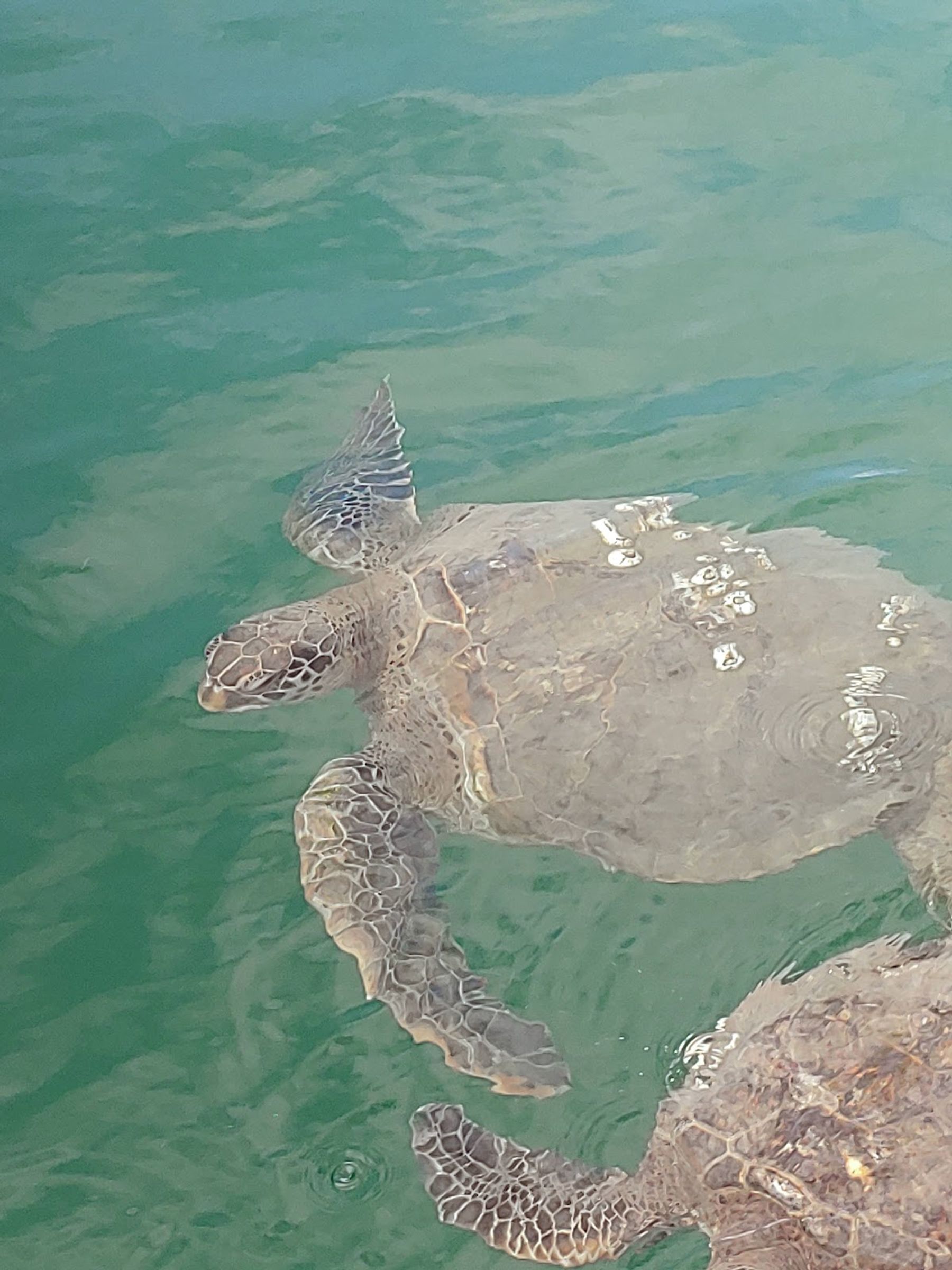 Photo 6 of Manta Adventures Inc. in Kailua-Kona, Big Island