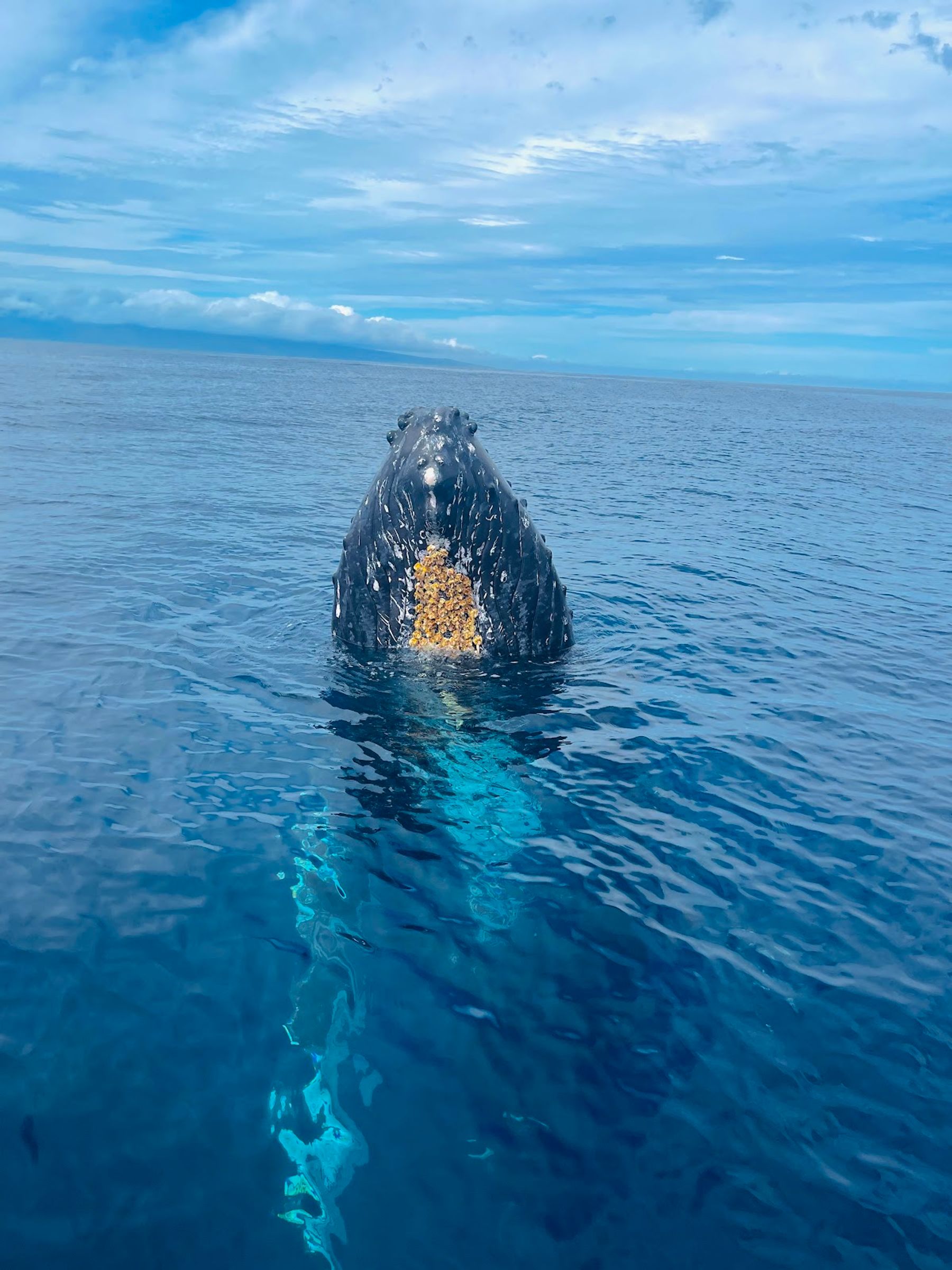 Photo 2 of Maui Whale Adventures in Kāʻanapali, Maui
