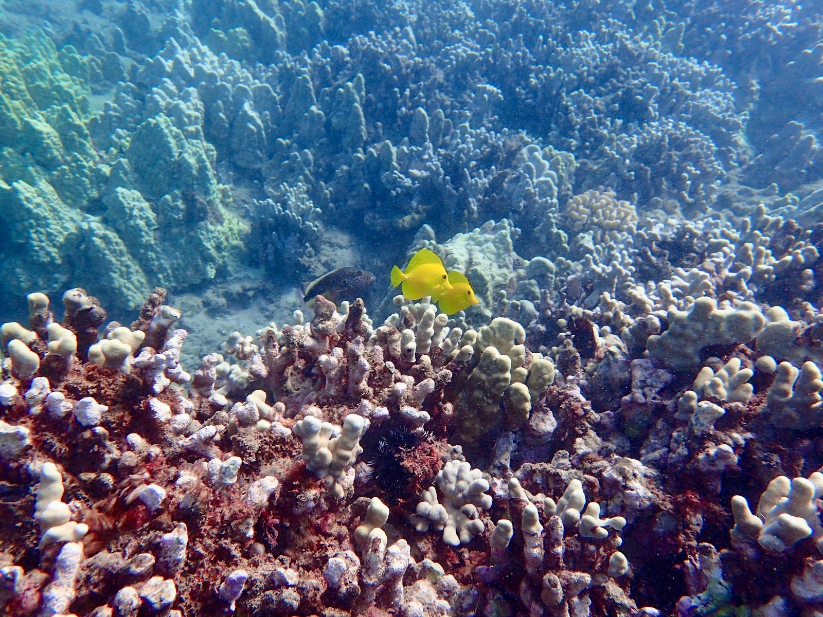 Photo 5 of Maui Kayak Adventures LLC in Kīhei, Maui
