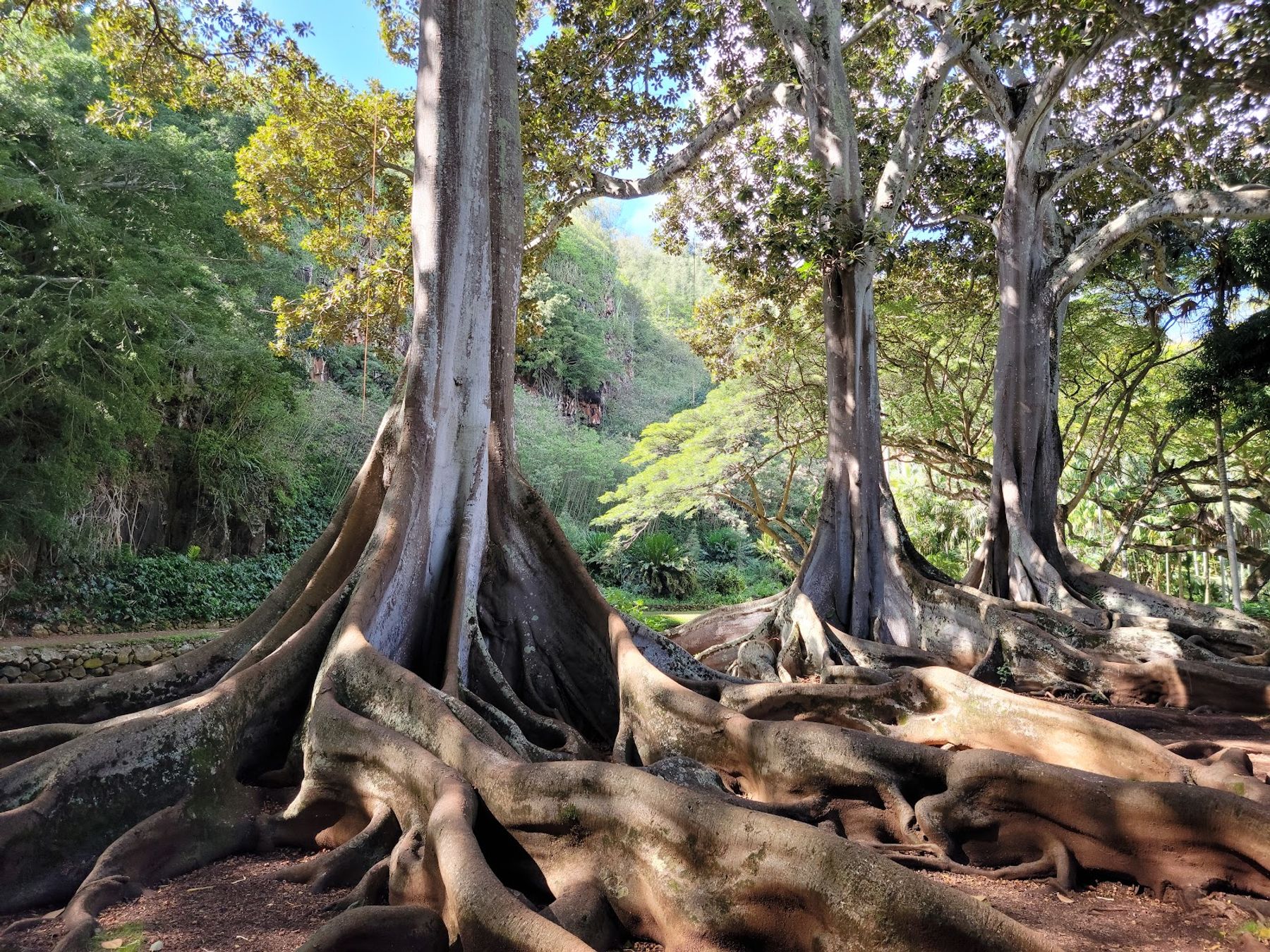 McBryde & Allerton National Tropical Botanical Garden in Poʻipū, Kaua‘i photo 2