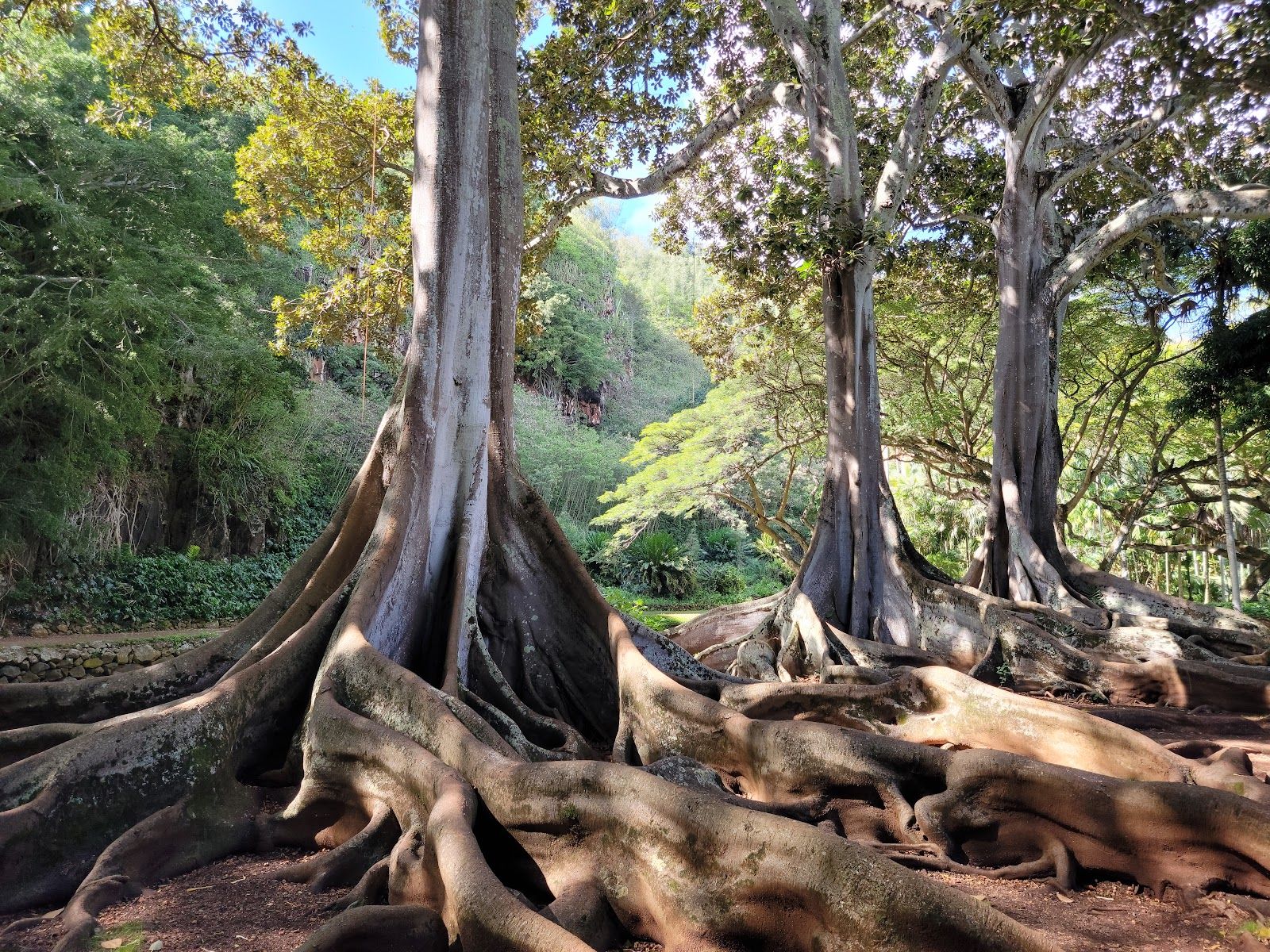 McBryde & Allerton National Tropical Botanical Garden in Poʻipū, Kaua‘i photo 2