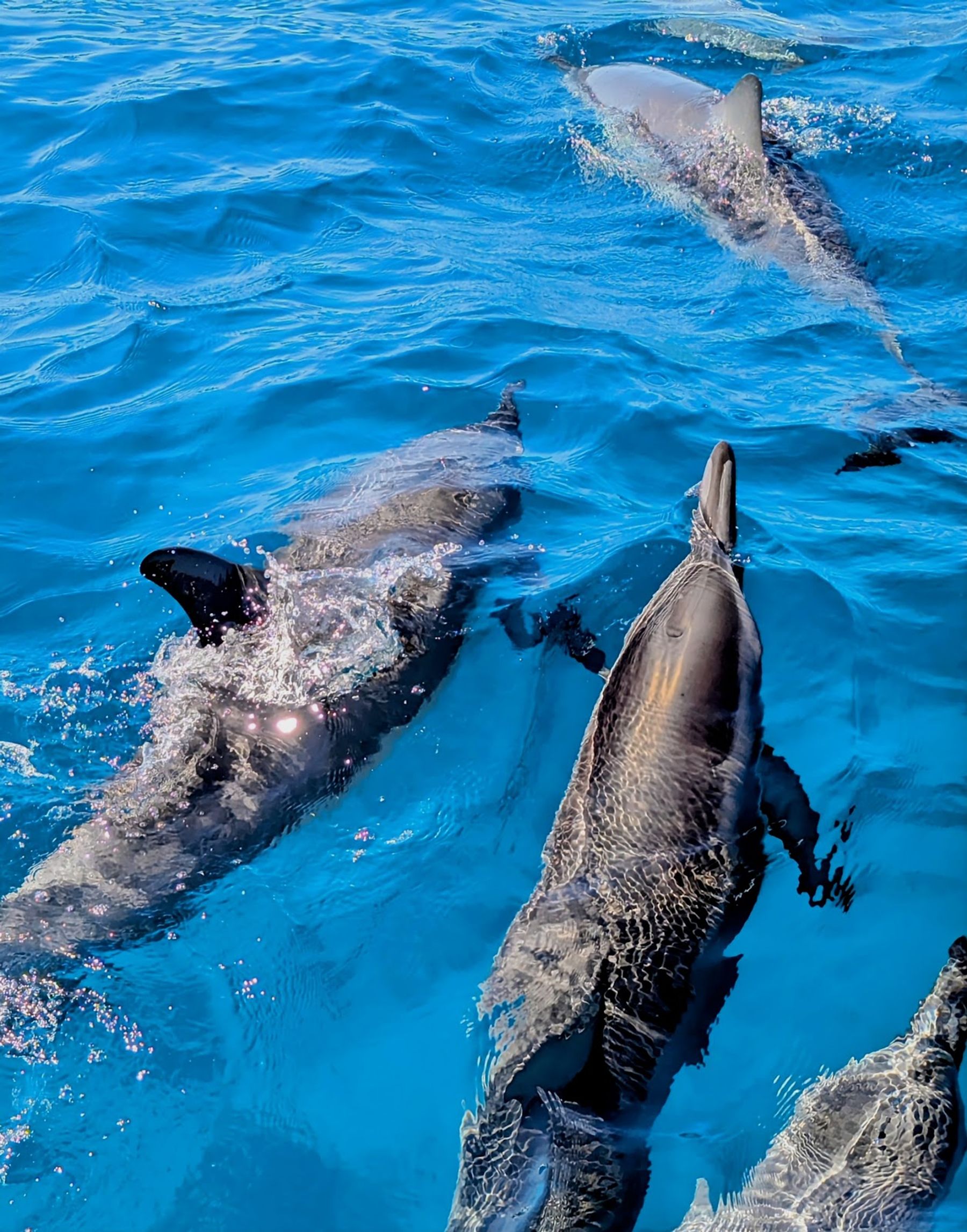 Photo 4 of Hang Loose Boat Tours in Kailua-Kona, Big Island