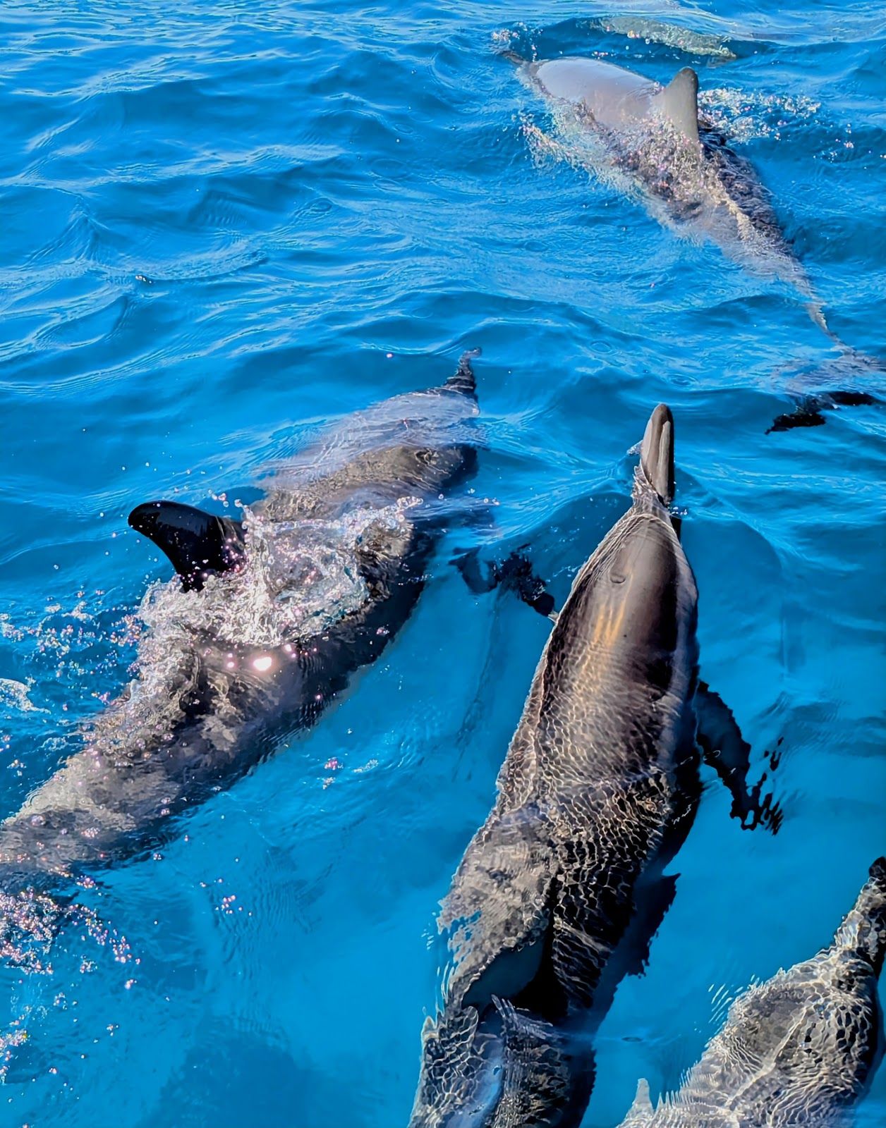 Photo 4 of Hang Loose Boat Tours in Kailua-Kona, Big Island