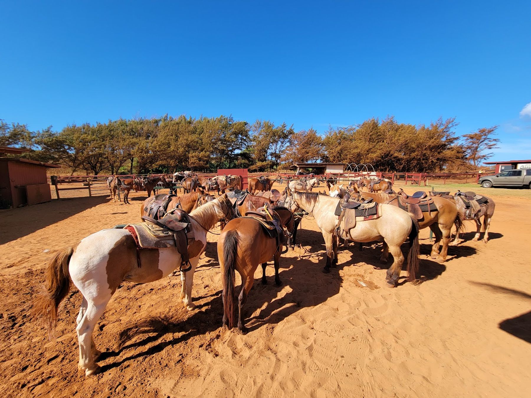 CJM Country Stables in Poʻipū, Kaua‘i photo 2