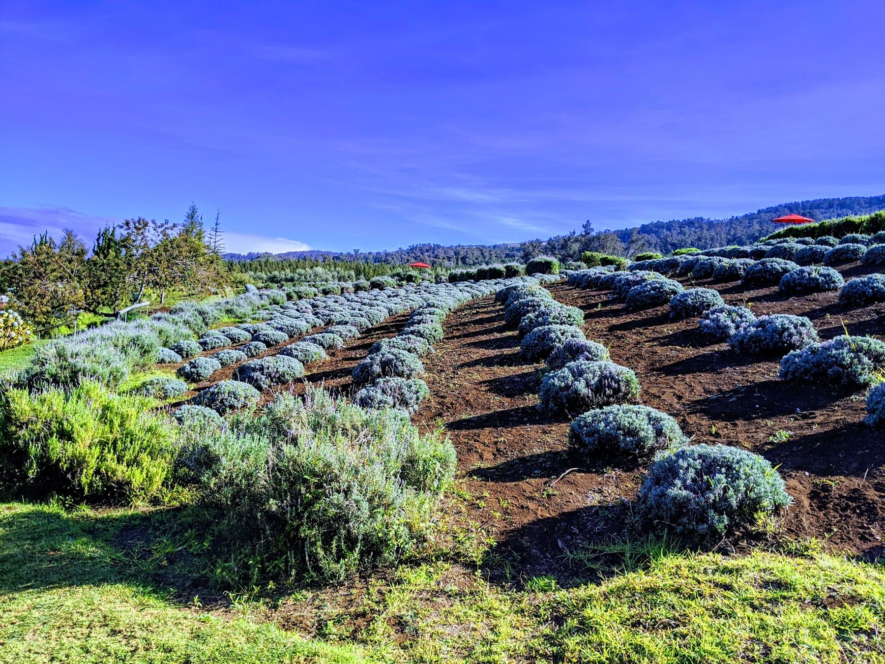 Photo 7 of Ali'i Kula Lavender in Kula, Maui