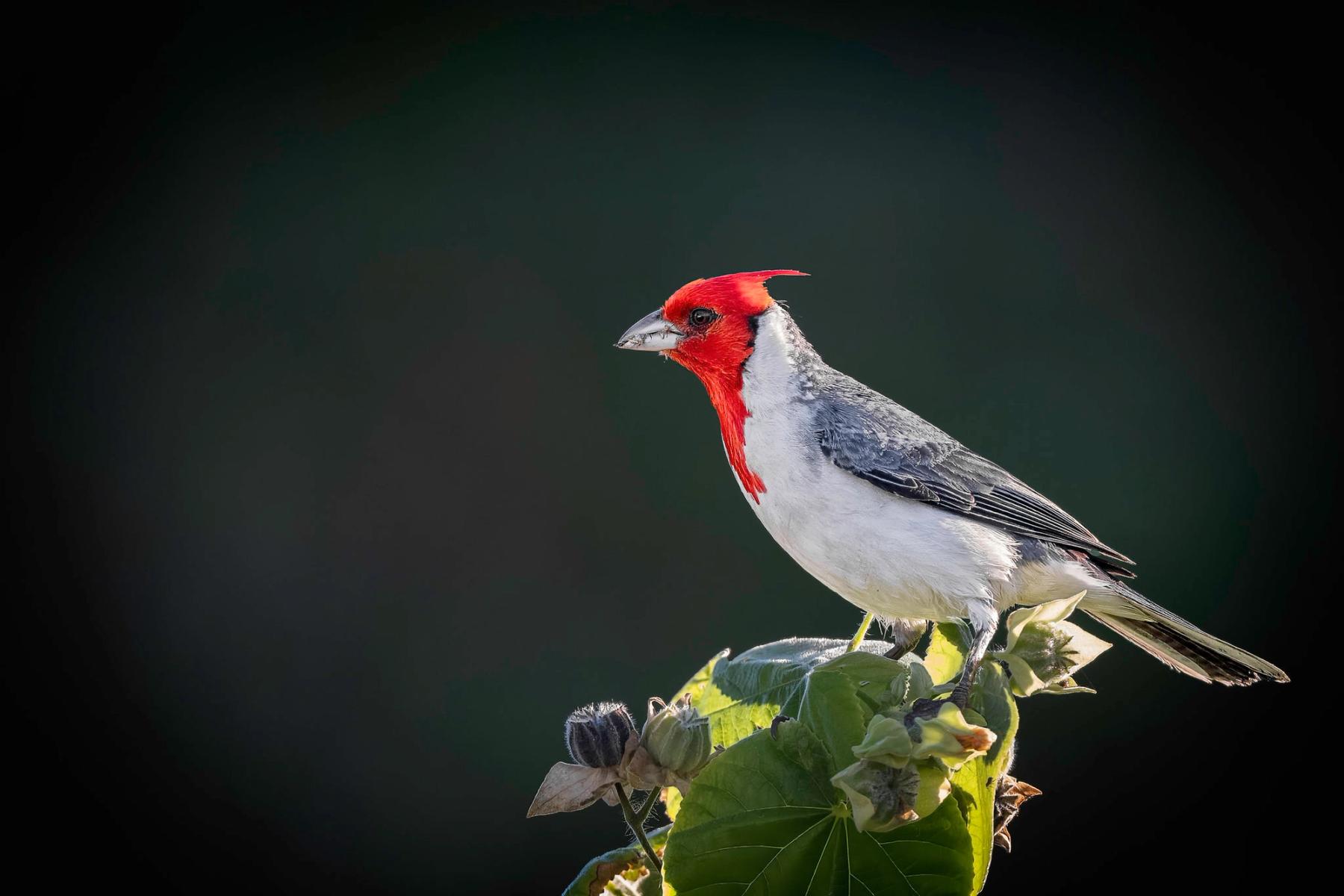 Red-crested cardinal with bright red head and gray wings perched on sunlit green leaves against a dark blurred background