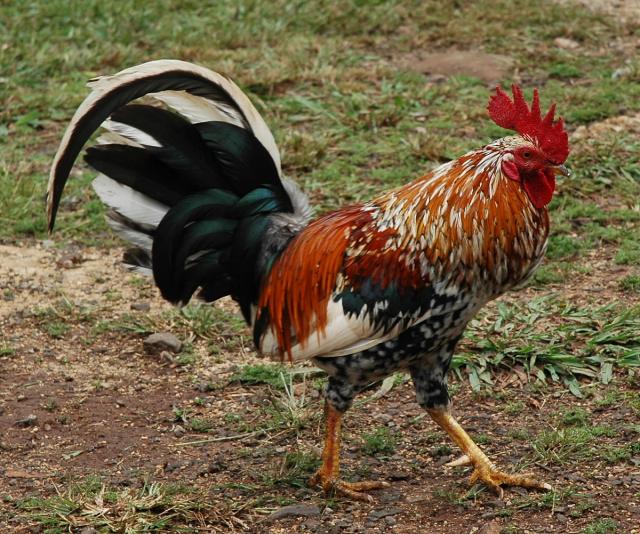 Kauaʻi’s Chickens: How They Got Here—and Why They’re Everywhere