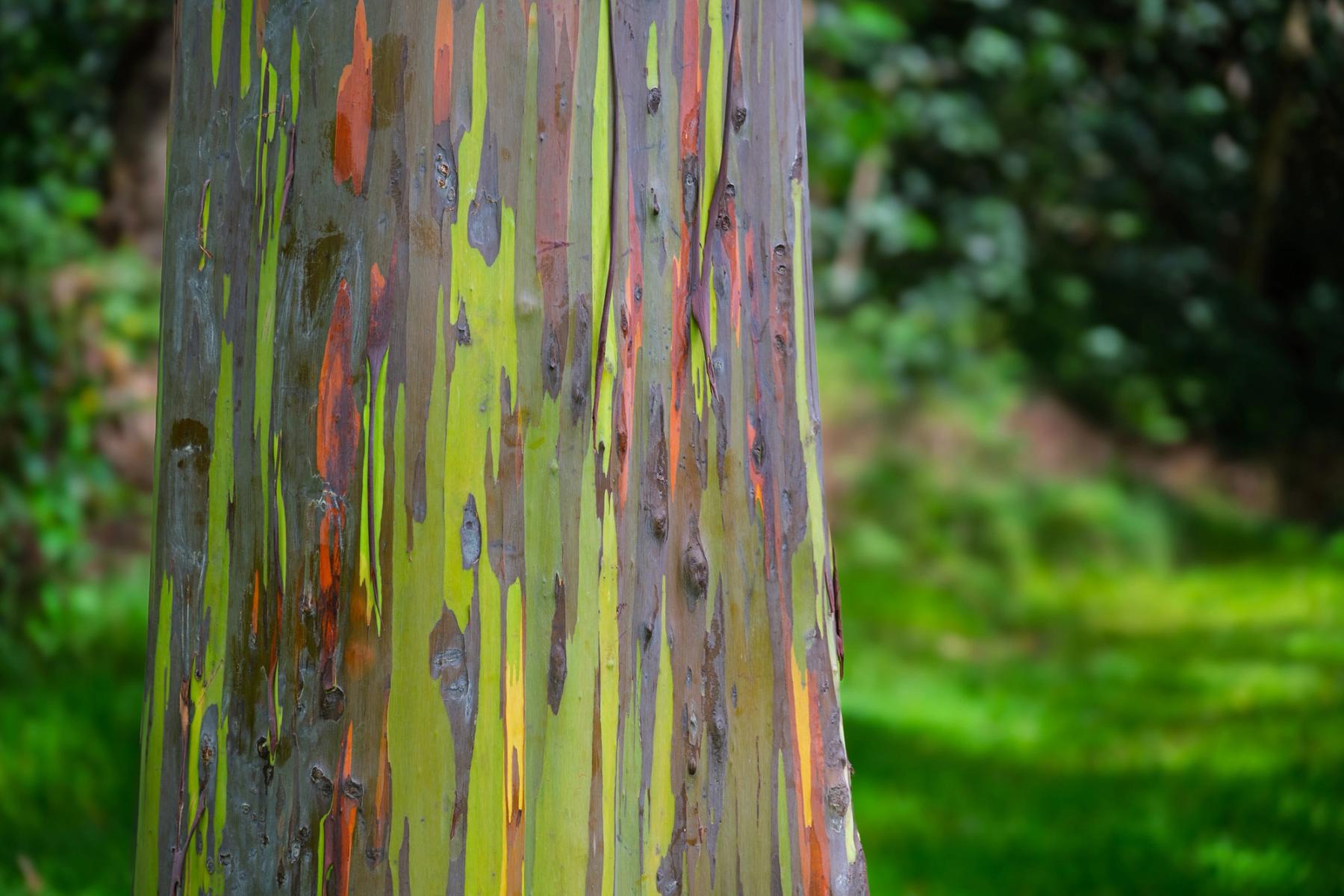 Close-up of rainbow eucalyptus tree trunk with vertical streaks of green, orange, purple, and gray bark against a softly blurred green forest background