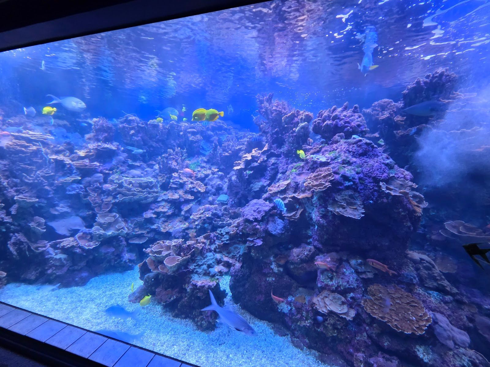 Photo 8 of Maui Ocean Center, The Aquarium of Hawaii in Māʻalaea, Maui