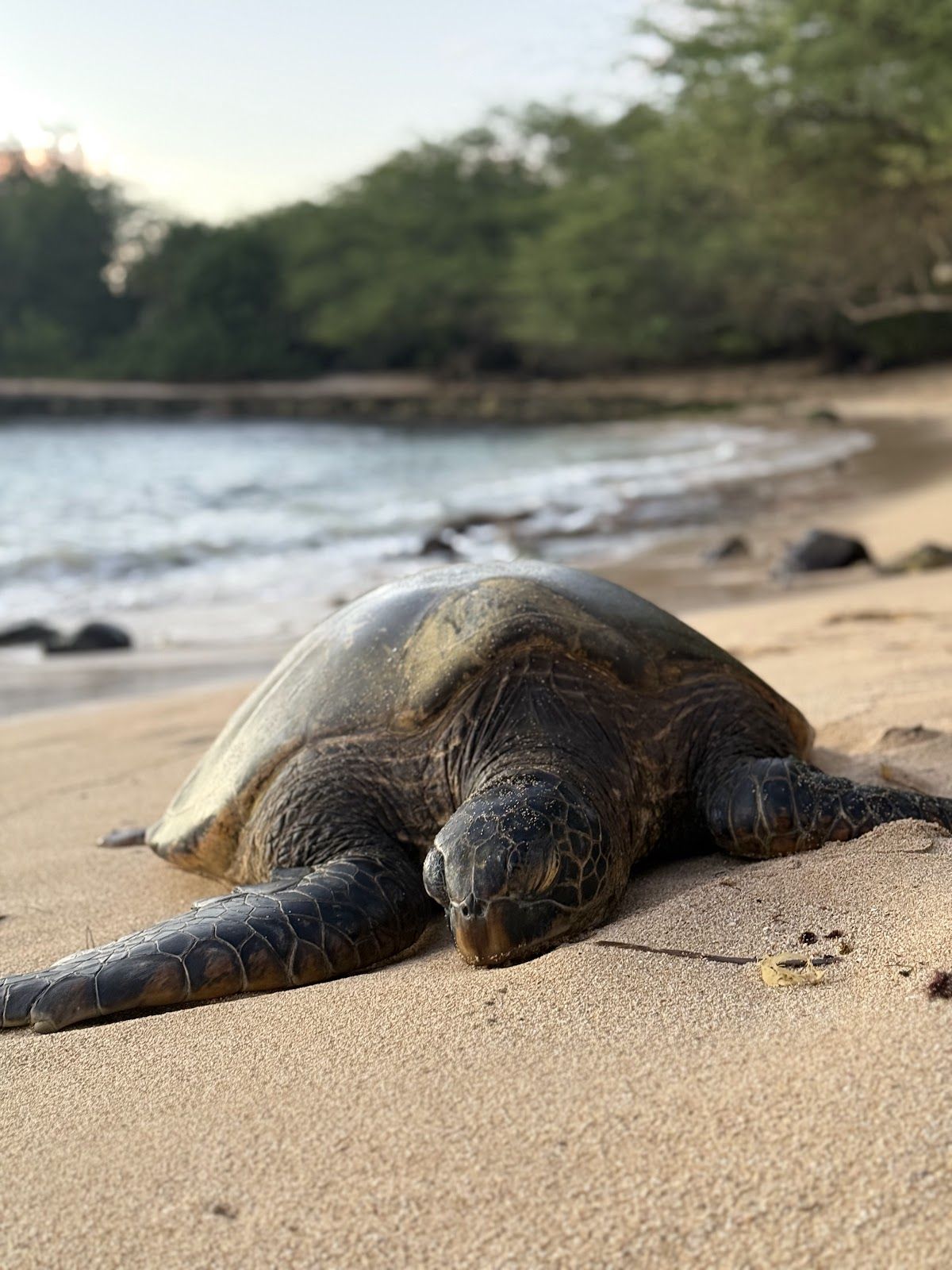 Photo 4 of Puaʻena Point Beach Park in Haleʻiwa, Oahu