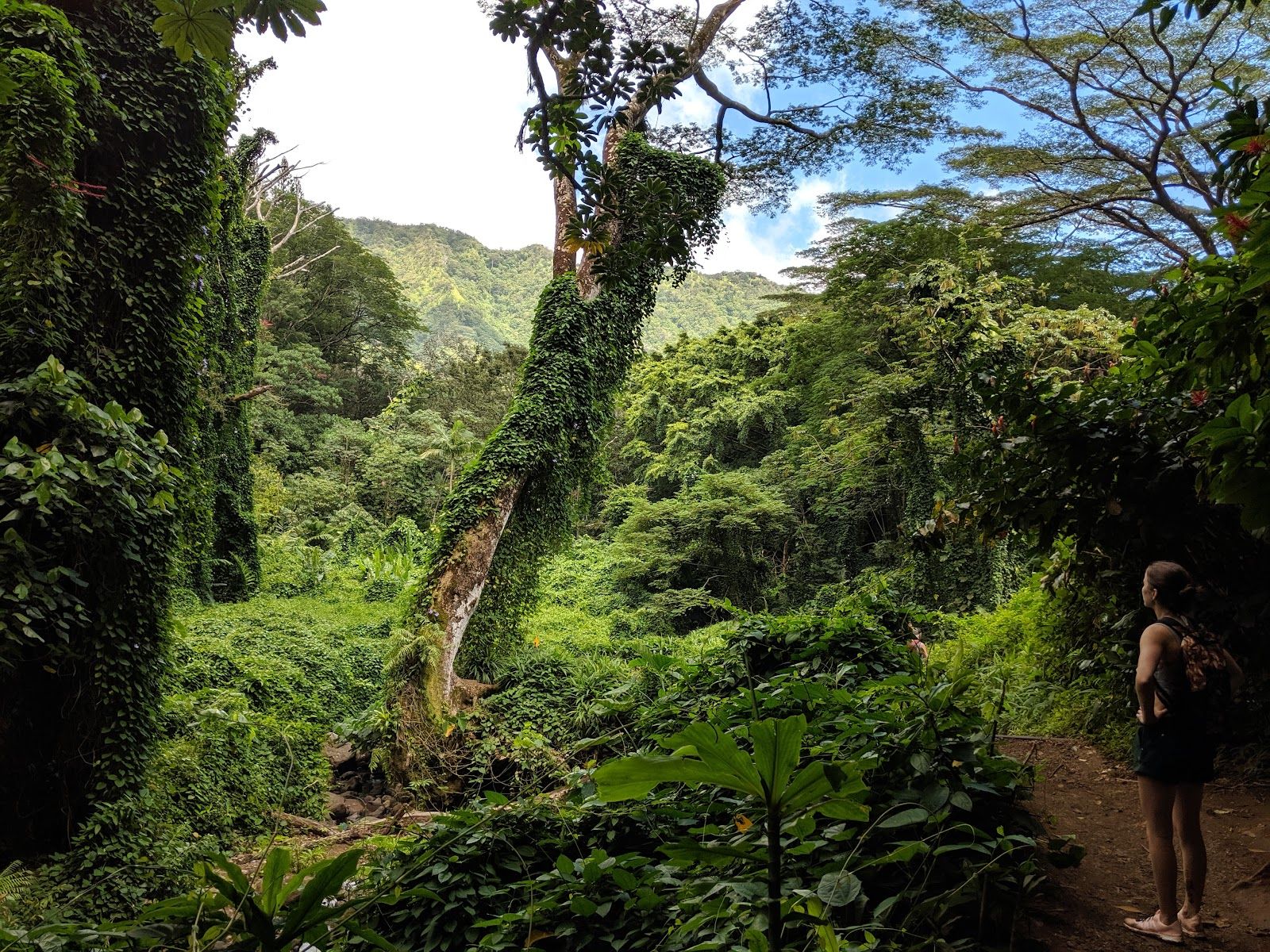 Photo 5 of Manoa Valley District Park in Mānoa, Makiki & Nuʻuanu, Oahu
