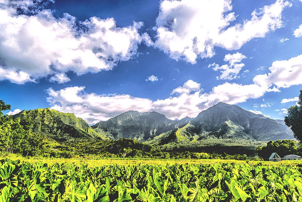 Bright green taro fields in the foreground with dramatic, sunlit mountain ridges and puffy white clouds over Hanalei, Kauaʻi