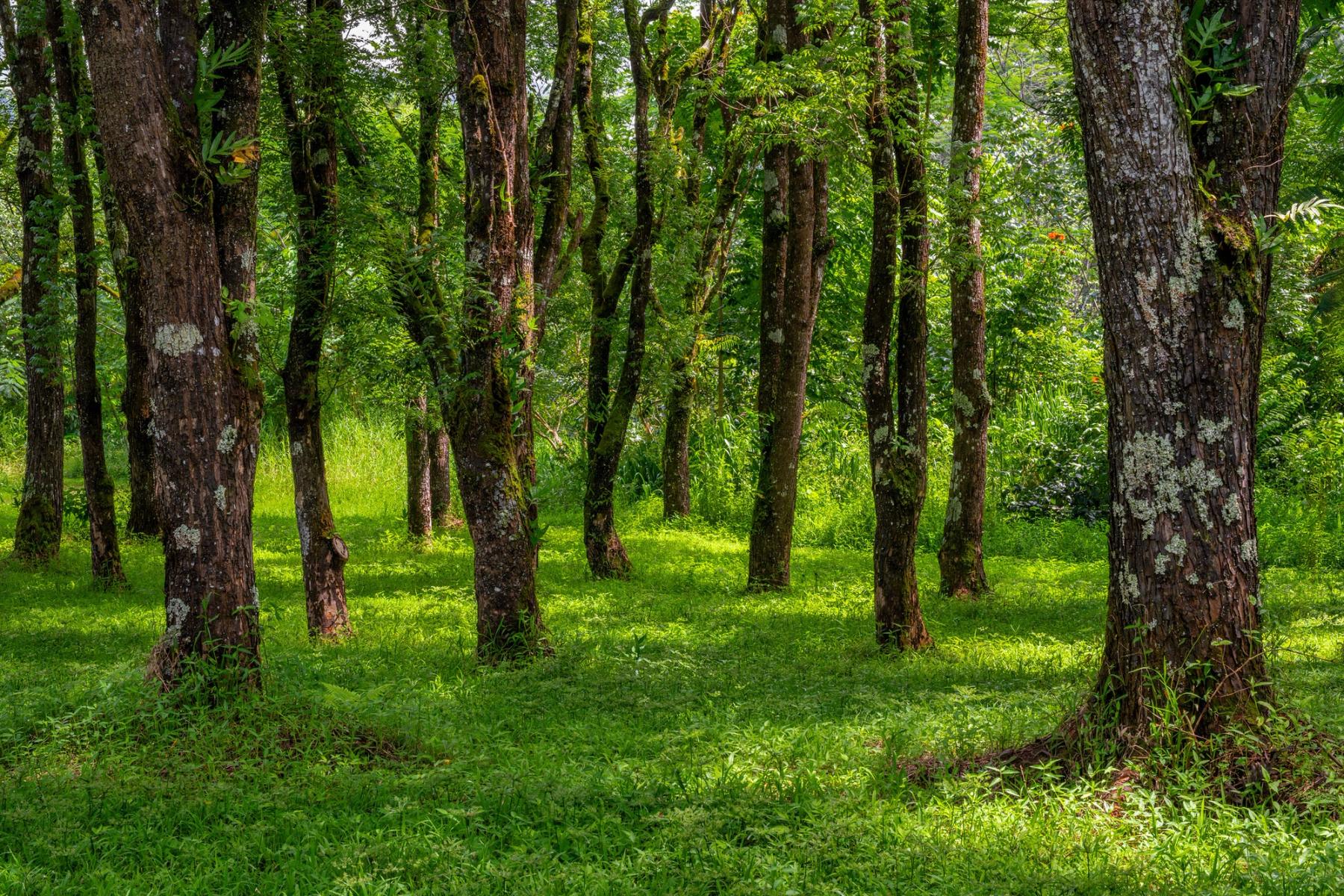 Sun-dappled grove of tall trees with mossy trunks and bright green grass in a lush Kauaʻi forest