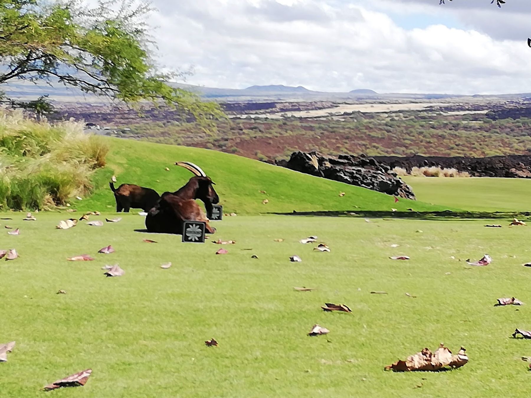 Photo 2 of Waikōloa Kings' Nine in Waikoloa, Big Island