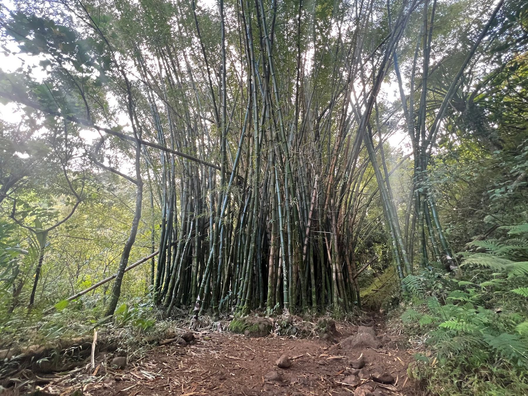 Hanakapiai Falls in Haena, Kaua‘i photo 3