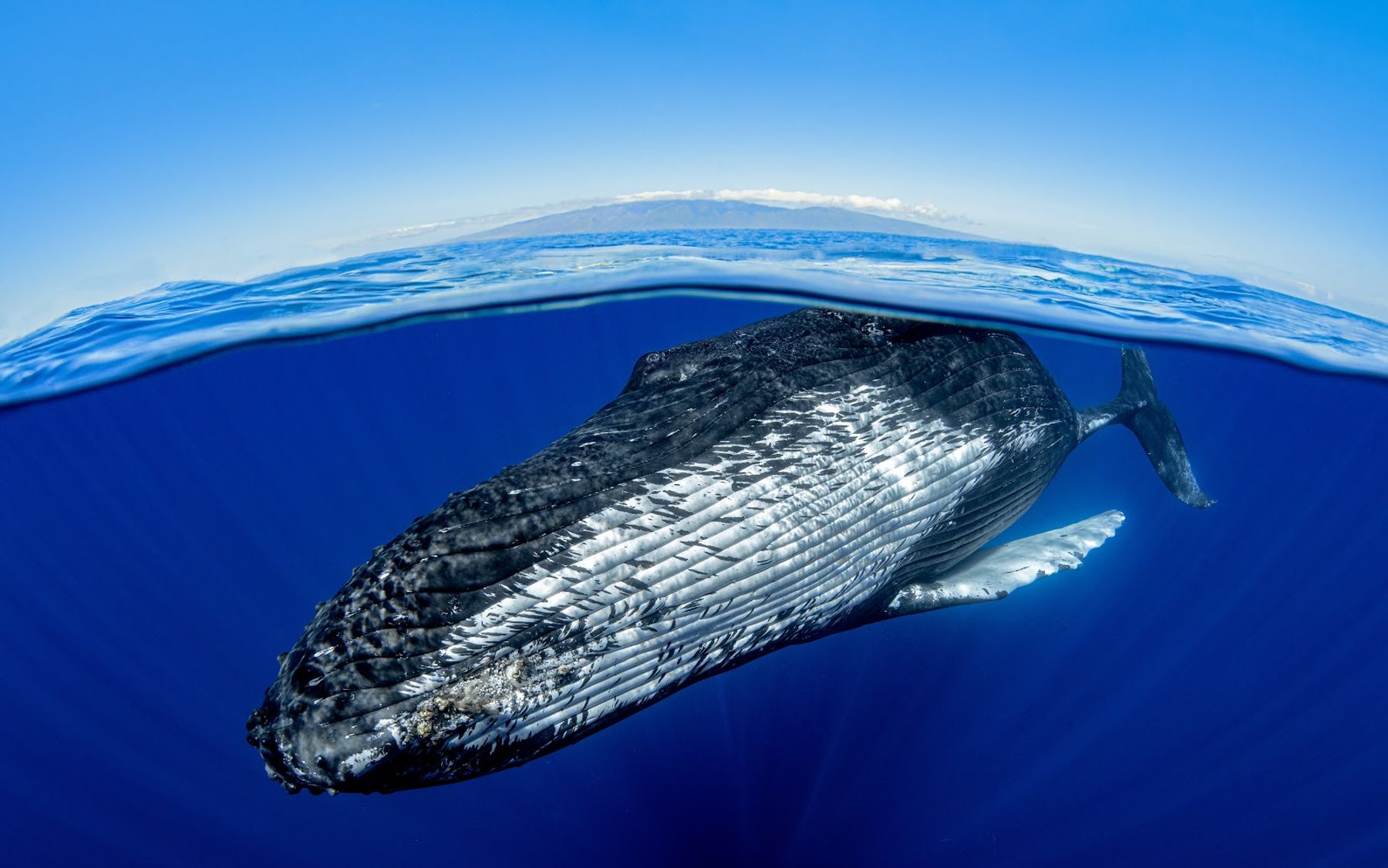 Photo 3 of Maui Whale Adventures in Kāʻanapali, Maui