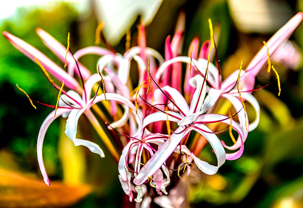 Close-up of a pink-and-white spider lily with curled petals and long stamens against a blurred green background