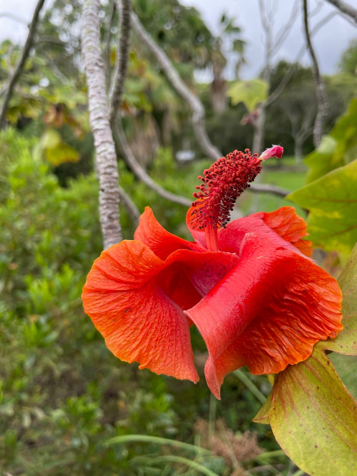 Photo 10 of Amy Greenwell Ethnobotanical Garden in South Kona, Big Island