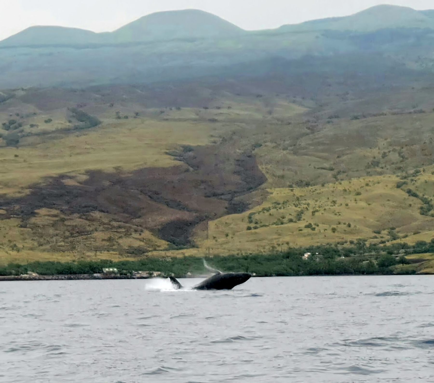 Photo 8 of Da Whale Boat in Mauna Kea Beach, Big Island
