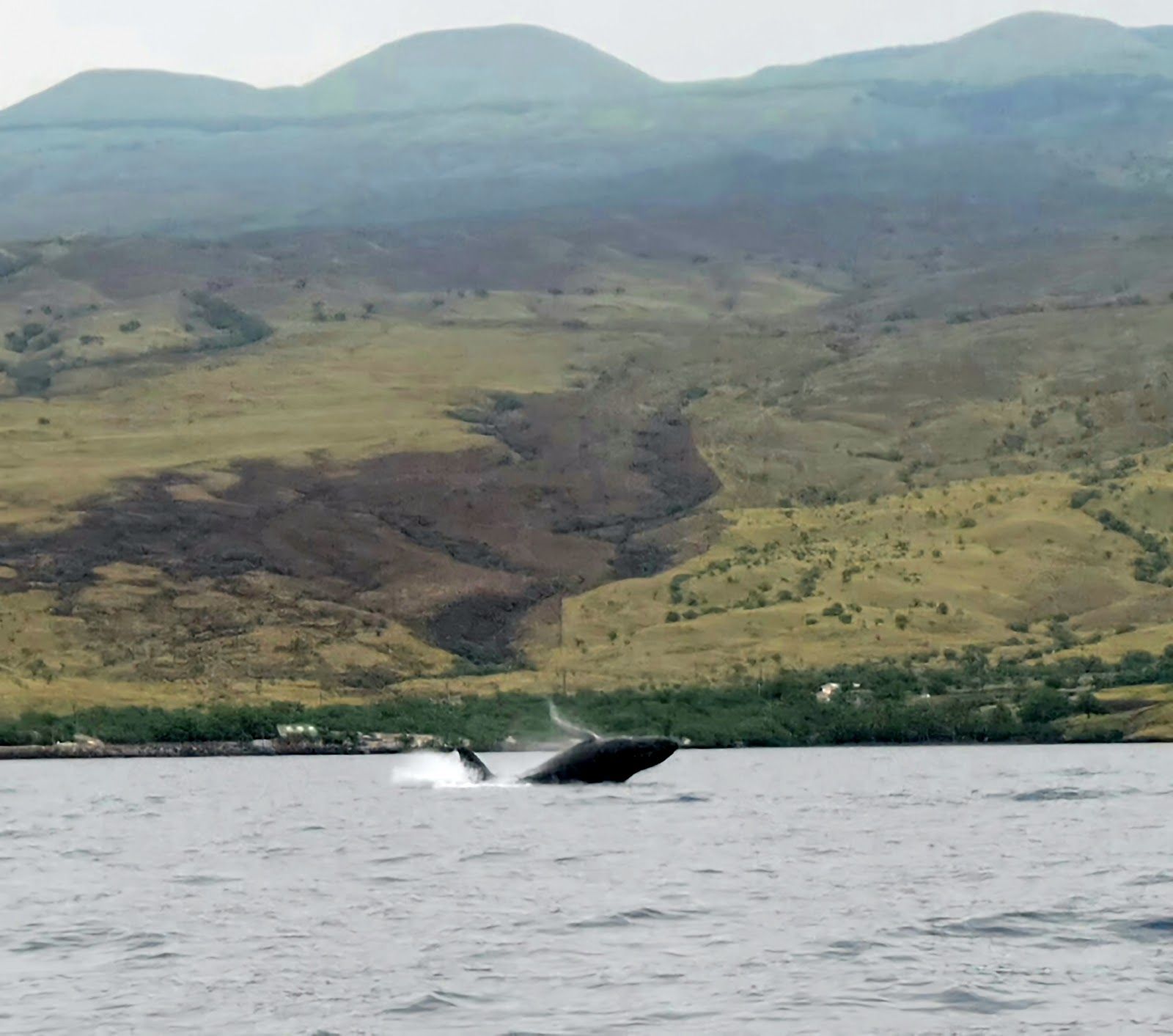 Photo 8 of Da Whale Boat in Mauna Kea Beach, Big Island