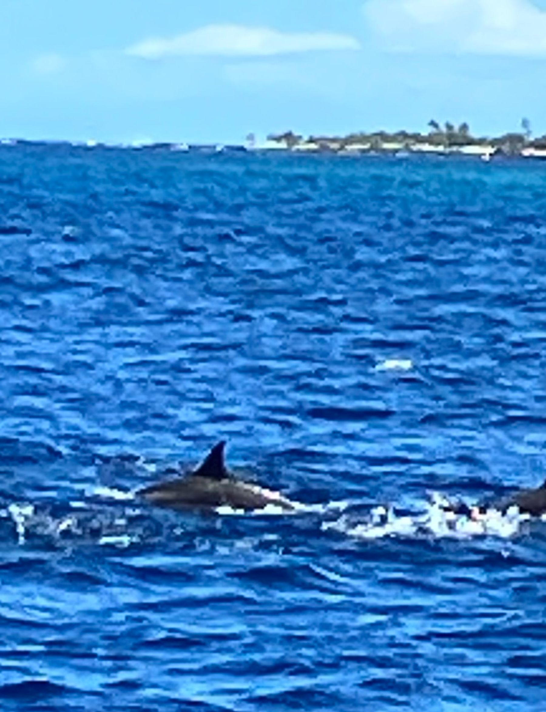 Photo 5 of Captain Cook Cruises in Kailua-Kona, Big Island