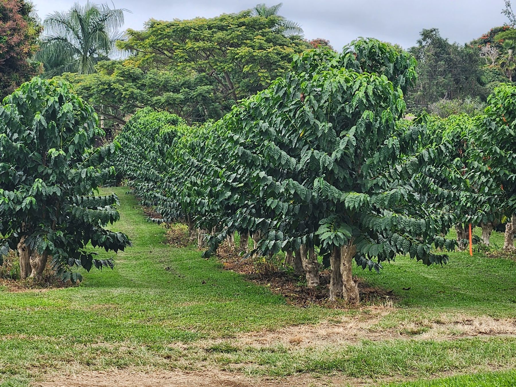 Photo 7 of Greenwell Farms in South Kona, Big Island