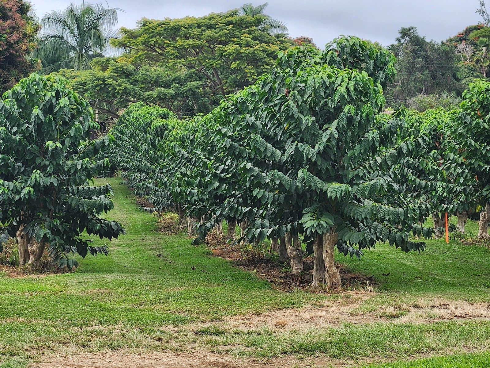 Photo 7 of Greenwell Farms in South Kona, Big Island