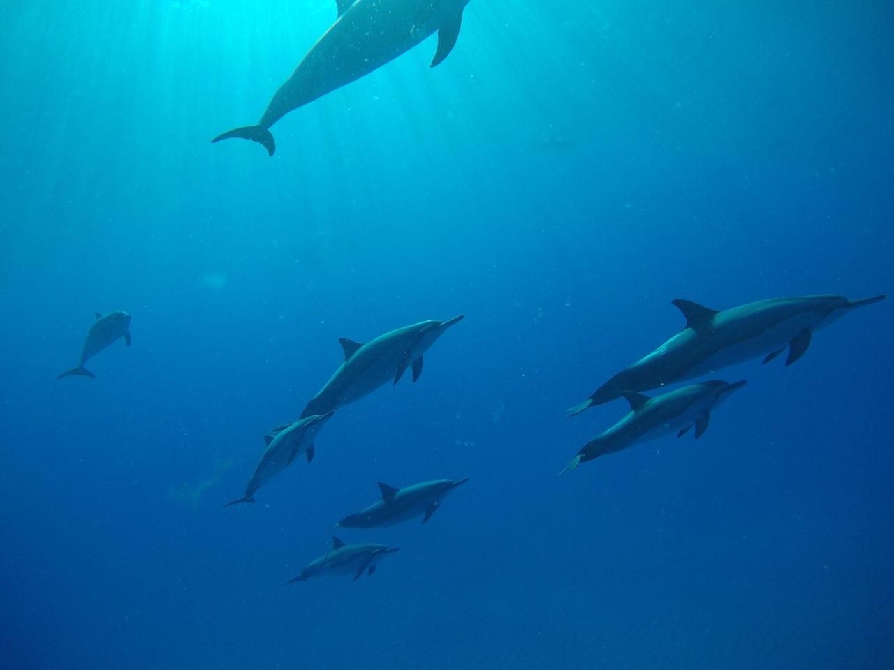 Photo 1 of Kona Ocean Adventures in Kailua-Kona, Big Island