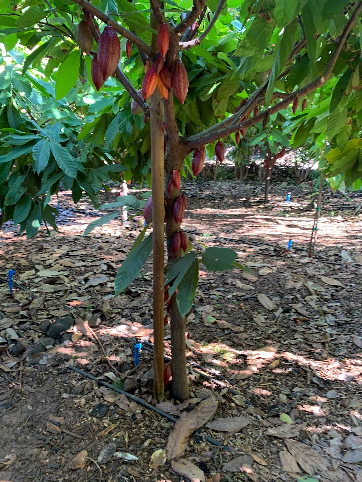 Photo 3 of Maui Ku’ia Estate Cacao Farm in Lāhainā, Maui