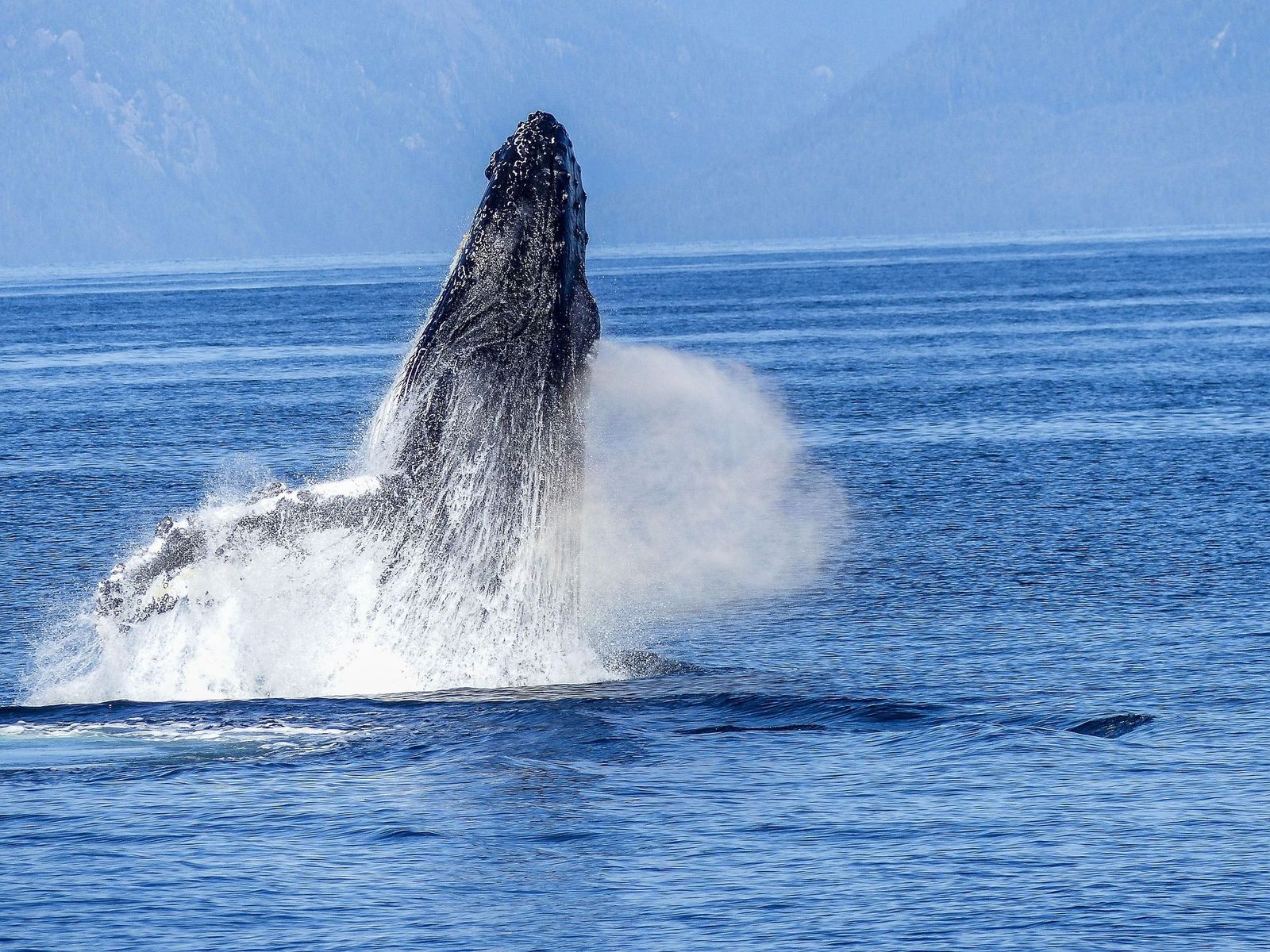 Where to Watch Humpback Whales on Oʻahu