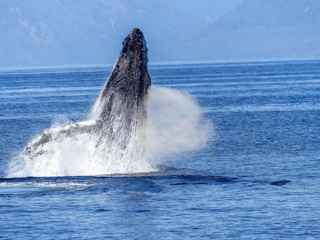 a humpback whale breaching
