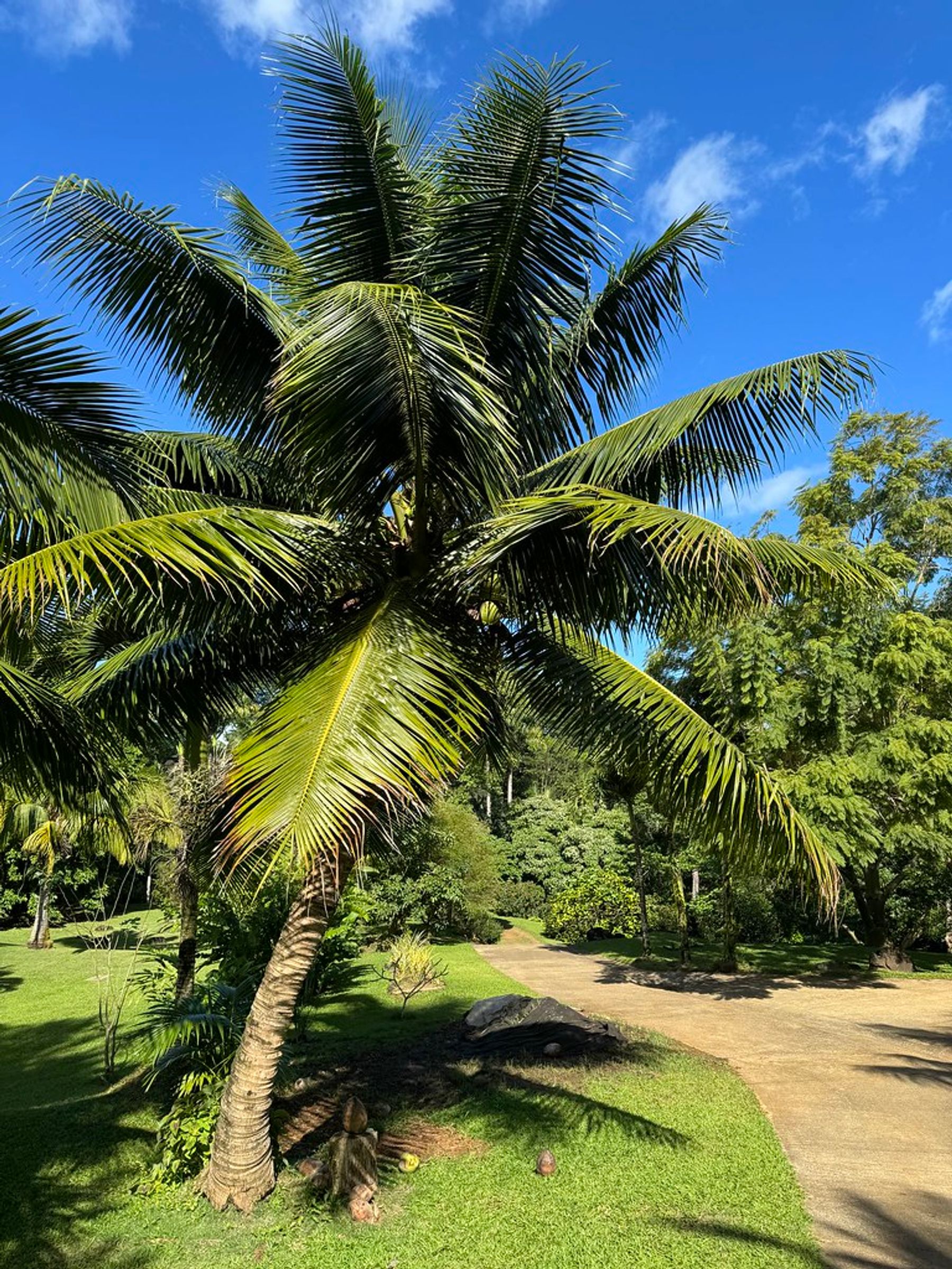 Coconut palm with wide green fronds over a garden path under a bright blue sky