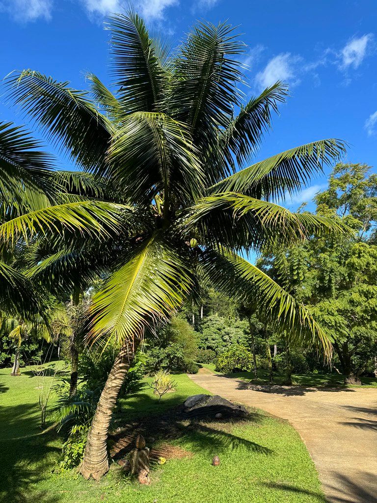 Coconut palm with wide green fronds over a garden path under a bright blue sky