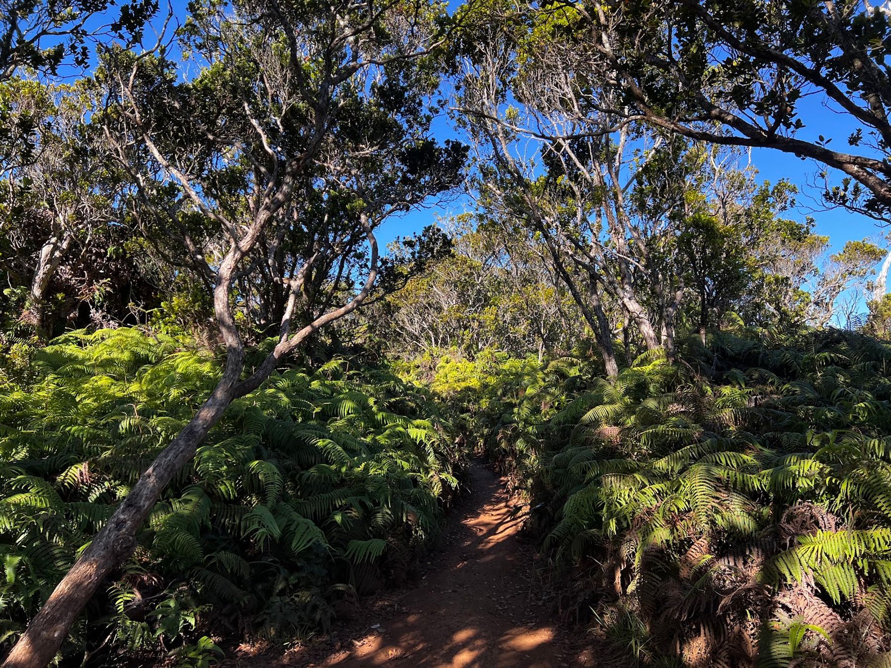 Pihea Trail in Hanapepe, Kaua‘i photo 3