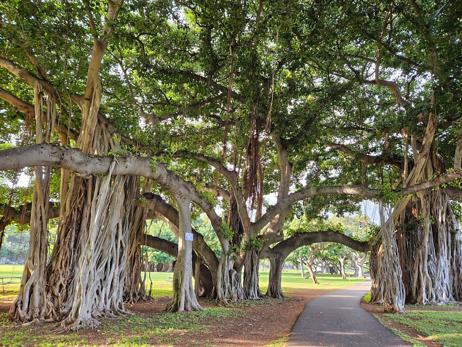 Photo 5 of Kapiʻolani Regional Park in Diamond Head & Kapahulu, Oahu