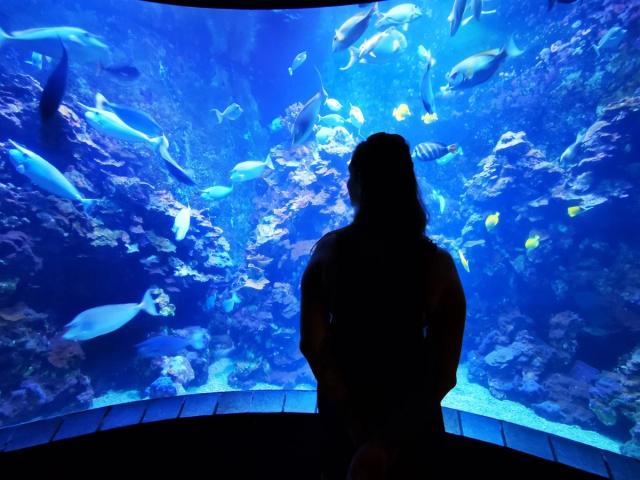 an aquarium at the Maui Ocean Center