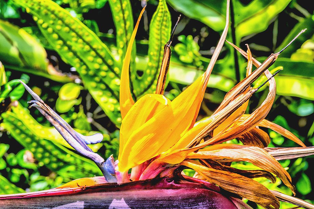 Close-up of a bright yellow and orange Bird of Paradise flower with lush green leaves in the background