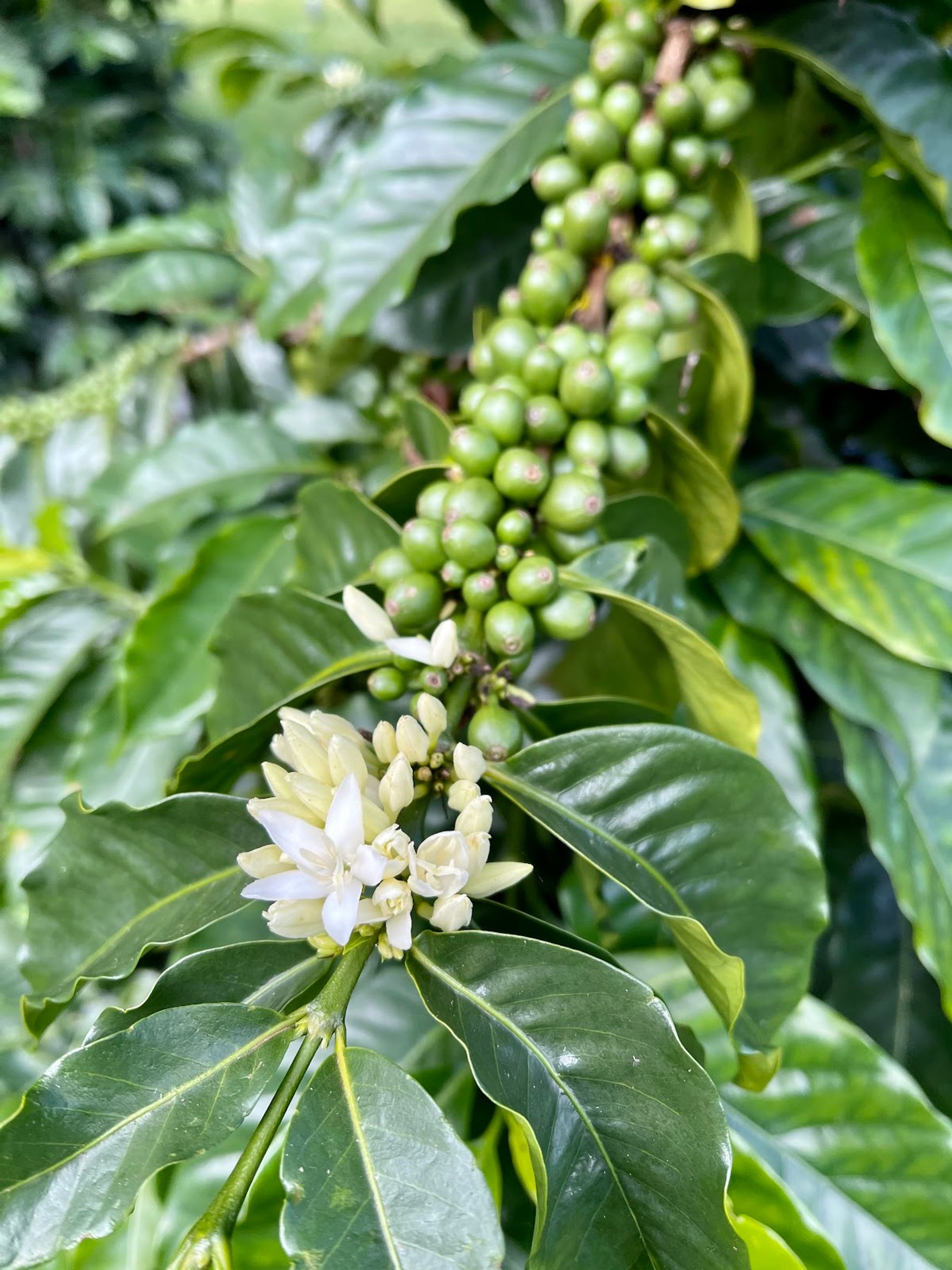 Photo 1 of O'o Farm in Kula, Maui