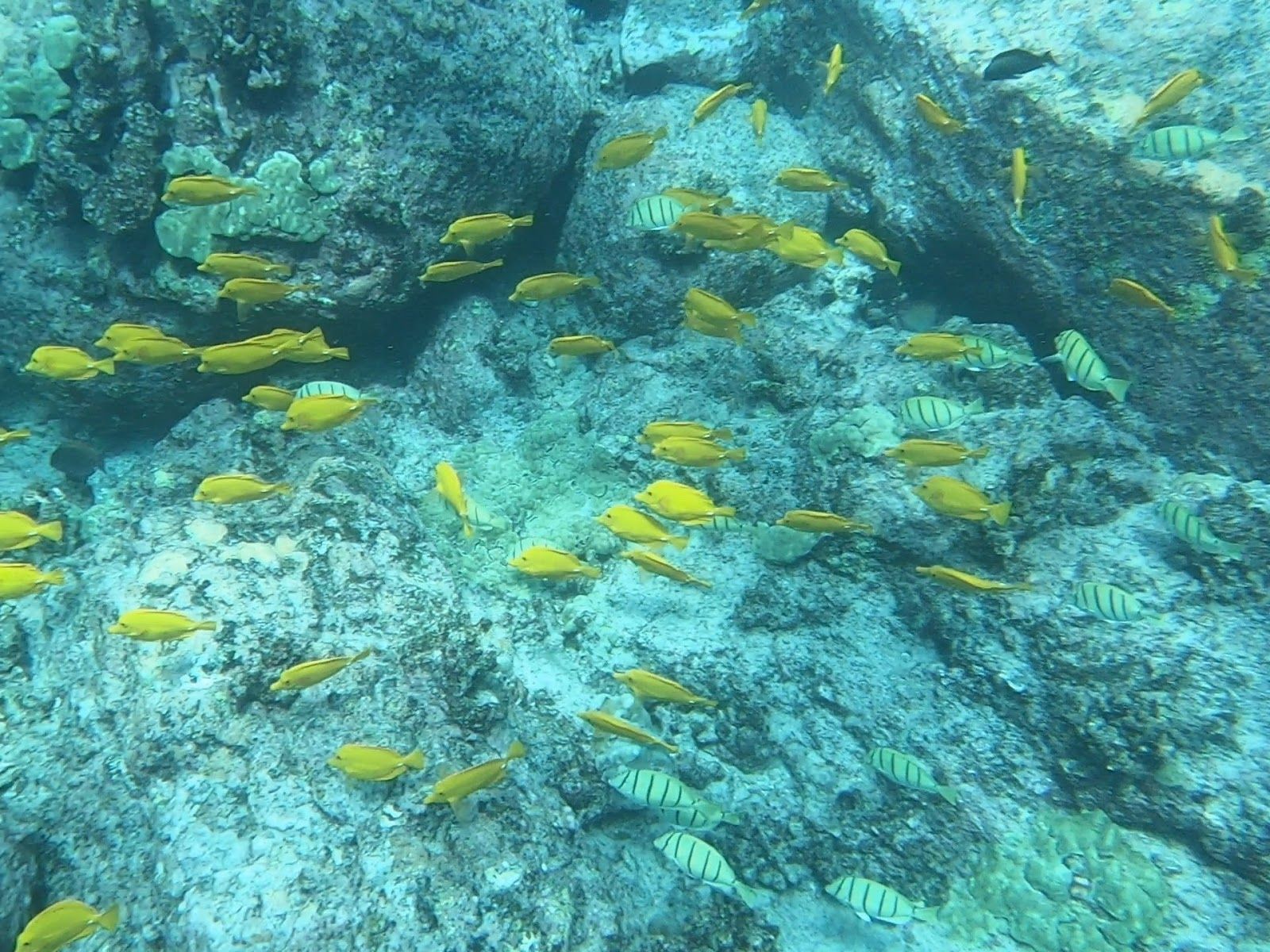 Photo 5 of King Kayak Hawaii in Kailua-Kona, Big Island