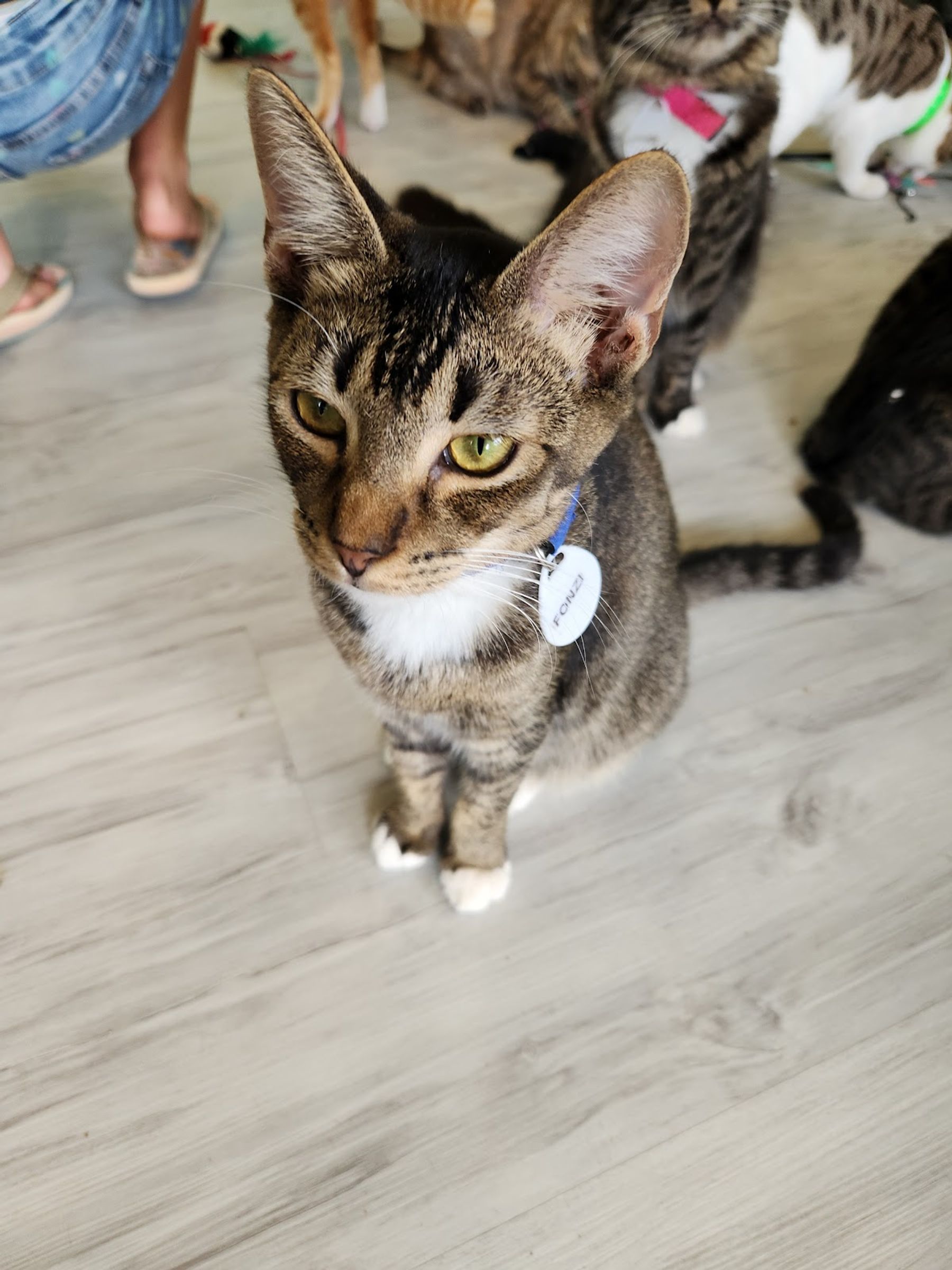 Photo 7 of Toe Beans & Dreams Adoption Cafe in Pearl Harbor & ʻAiea, Oahu